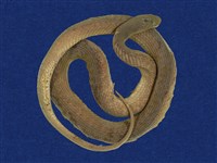 藏品(白腹游蛇)的圖片